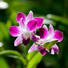 Orchid 01