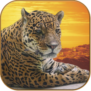 Jaguars Wallpapers.apk 2.7