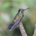 Magnificent hummingbird; female (best guess)