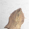 Omnivorous Leafroller