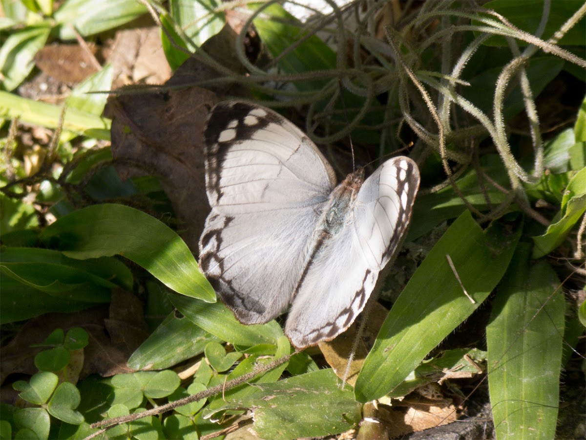 Borboleta marfim (Ivory butterfly)
