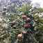 Hawthorn Fruit