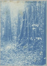 Woudreuzen in het Maboegoesoedal