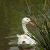 Coscoroba Swan 