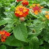 Lantana