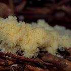 Slime Mould