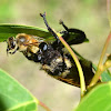 Robber fly (bumble bee mimic)