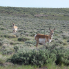 Pronghorn