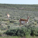 Pronghorn