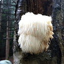 Bearded Tooth/Lion's Mane