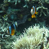 Clark's clownfish