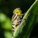 Yellow eyes Hoverfly