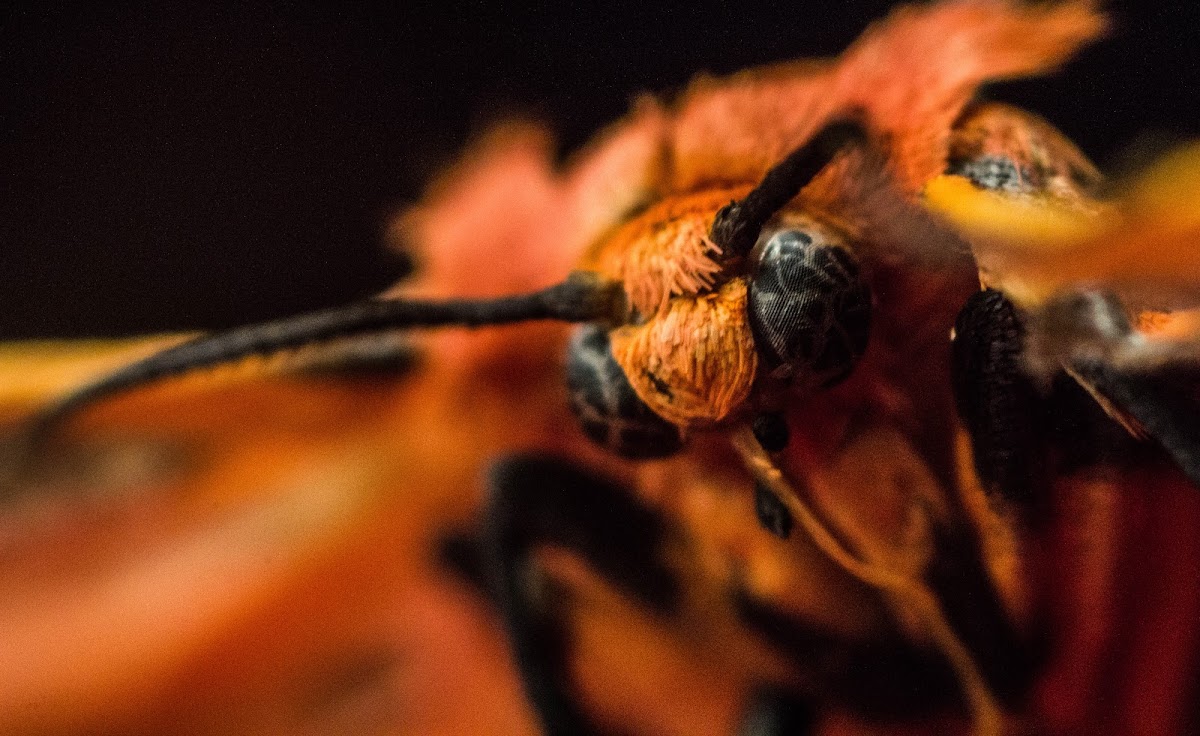 Scarlet-winged Lichen Moth - Hodges#8089