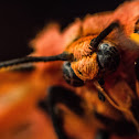 Scarlet-winged Lichen Moth - Hodges#8089