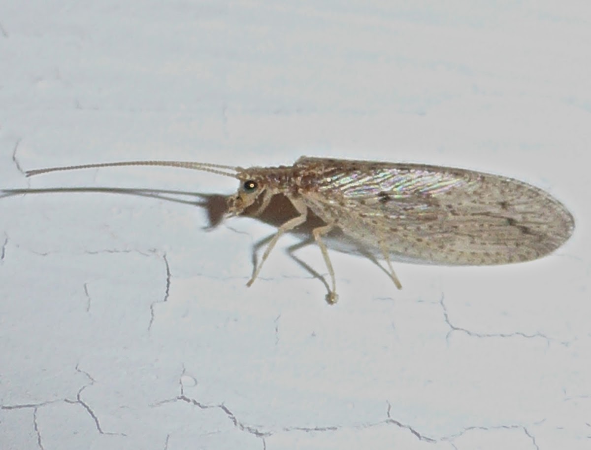 Brown Lacewing