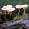 Lichenomphalia umbellifera