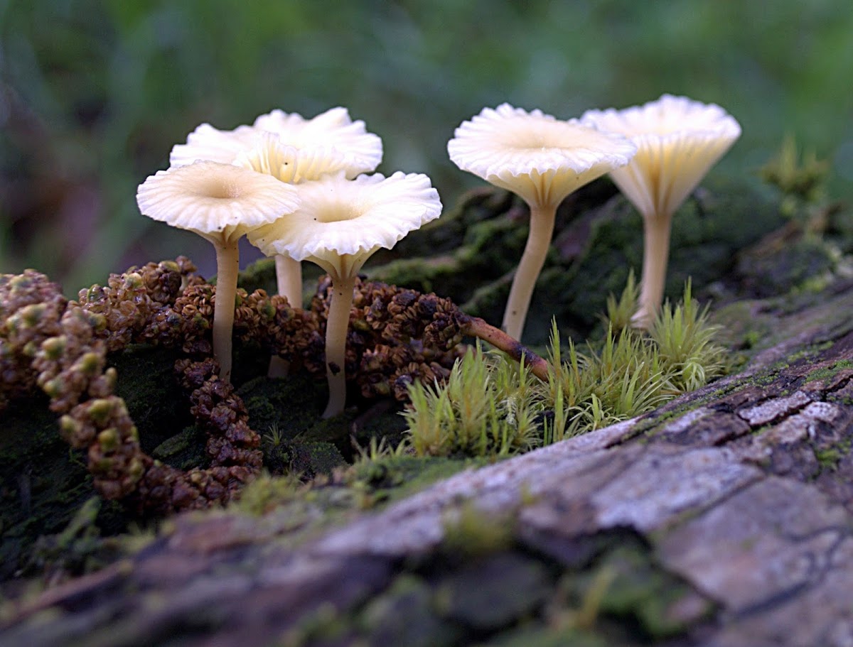 Lichenomphalia umbellifera