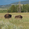 American bison, buffalo