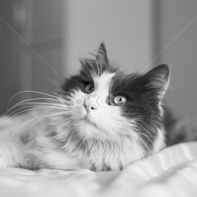 cats, cats, black, white, beauty, portrait, portre by Tayfun Çatal - Animals - Cats Portraits