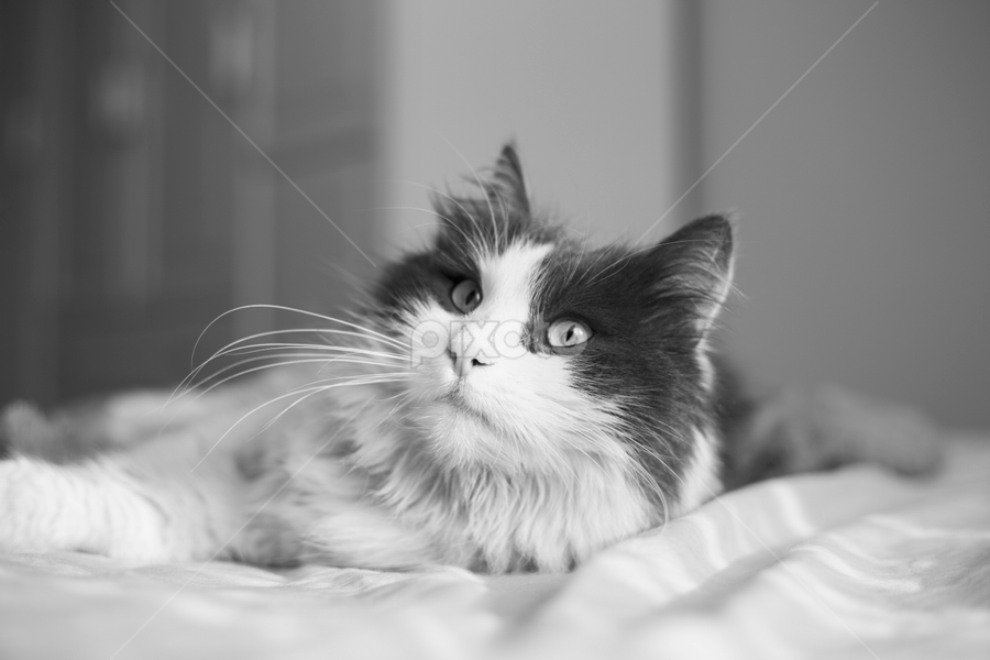 cats, cats, black, white, beauty, portrait, portre by Tayfun Çatal - Animals - Cats Portraits