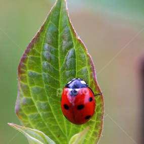 Ladybug by Zlatko Ivancok - Animals Insects & Spiders
