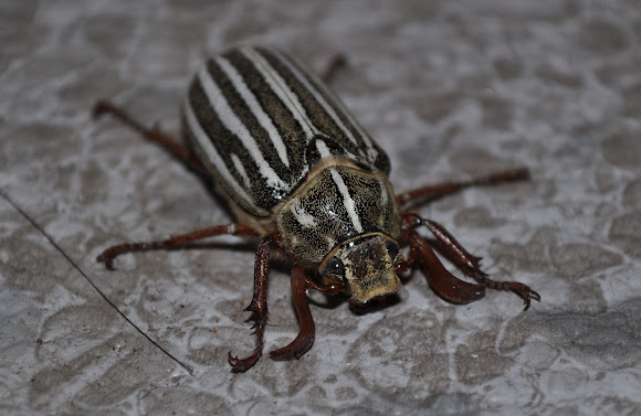 Ten-lined June Beetle | Project Noah