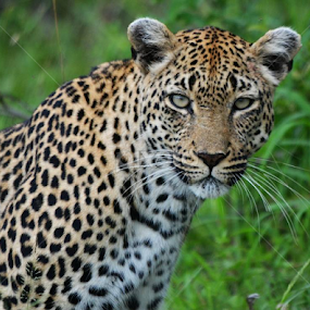 leopard by Marissa van Heerden - Animals Lions, Tigers & Big Cats