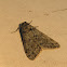 Phigalia Moth