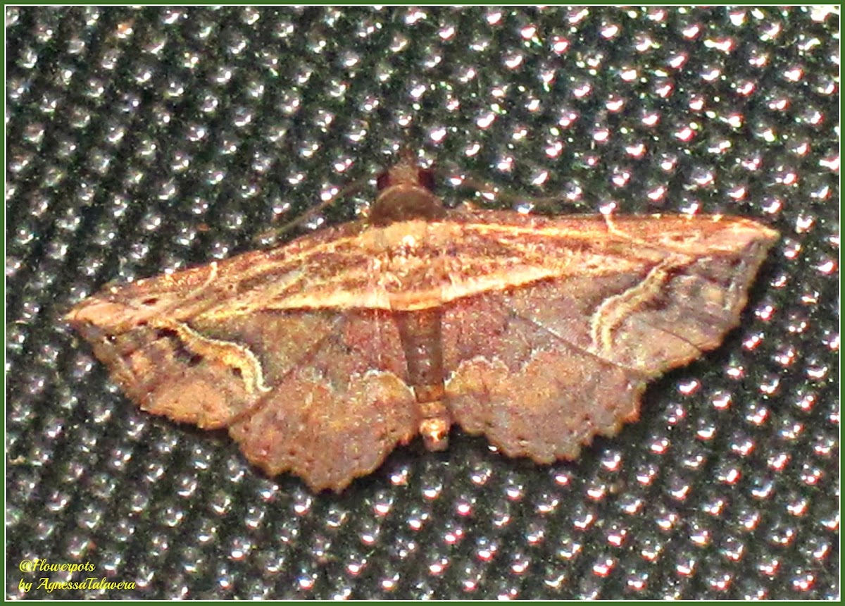 Oruza Noctuid Moth (Male)