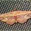 Oruza Noctuid Moth (Male)