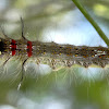 Crexa moth caterpillar