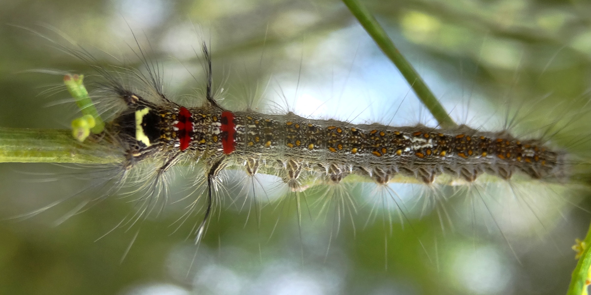 Crexa moth caterpillar