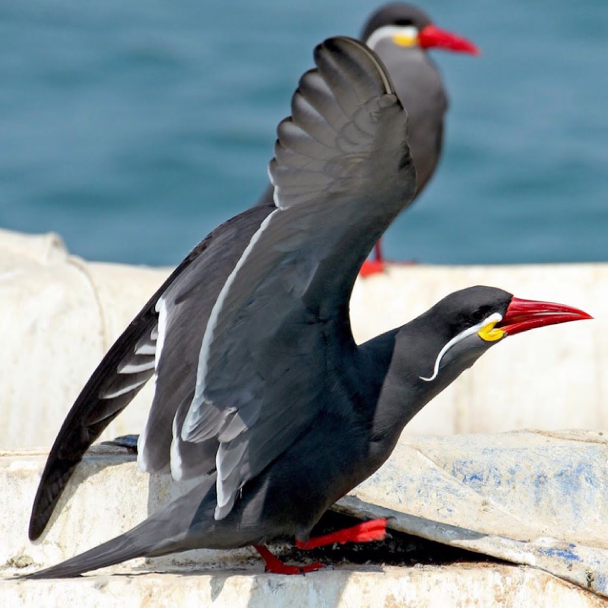 Incan Tern