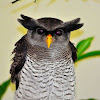 Barred Eagle-Owl  or Malay Eagle Owl
