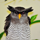 Barred Eagle-Owl  or Malay Eagle Owl