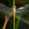 Libélula (Common Darter)