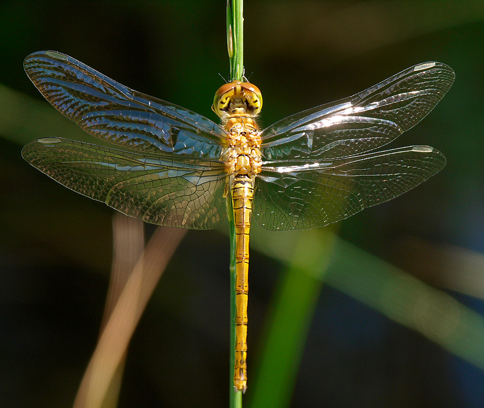 Libélula (Common Darter)