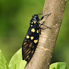 Black Spotted Cicada