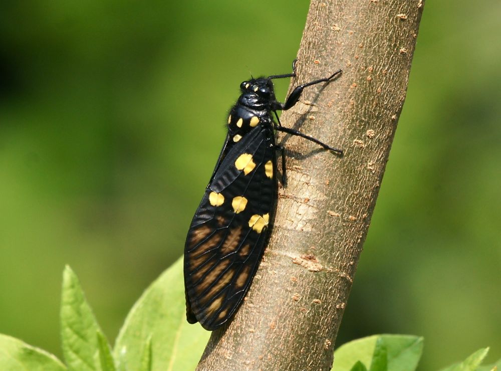 Black Spotted Cicada