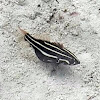 Small black fish white stripes