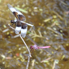 Widow Skimmer and Roseate Skimmer