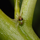 Juniper Shieldbug Nymph