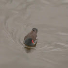 Eurasian Common Moorhen