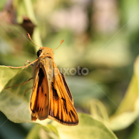 Macro Moth by Joel Ortiz - Nature Up Close Other Natural Objects