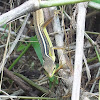 Asian grass lizard