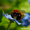 Tawny mining bee