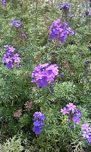 How to mod Flower Pedometer 5.5 mod apk for android