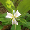 Bent Trillium