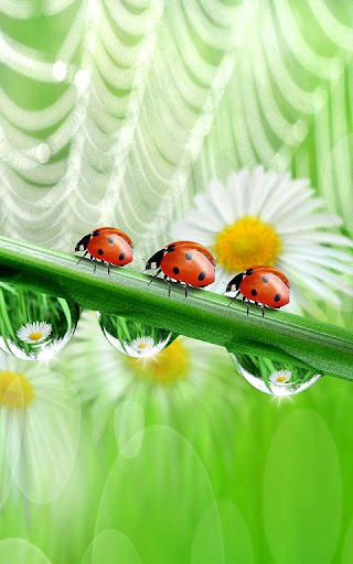 Ladybug 3D Free Live Wallpaper