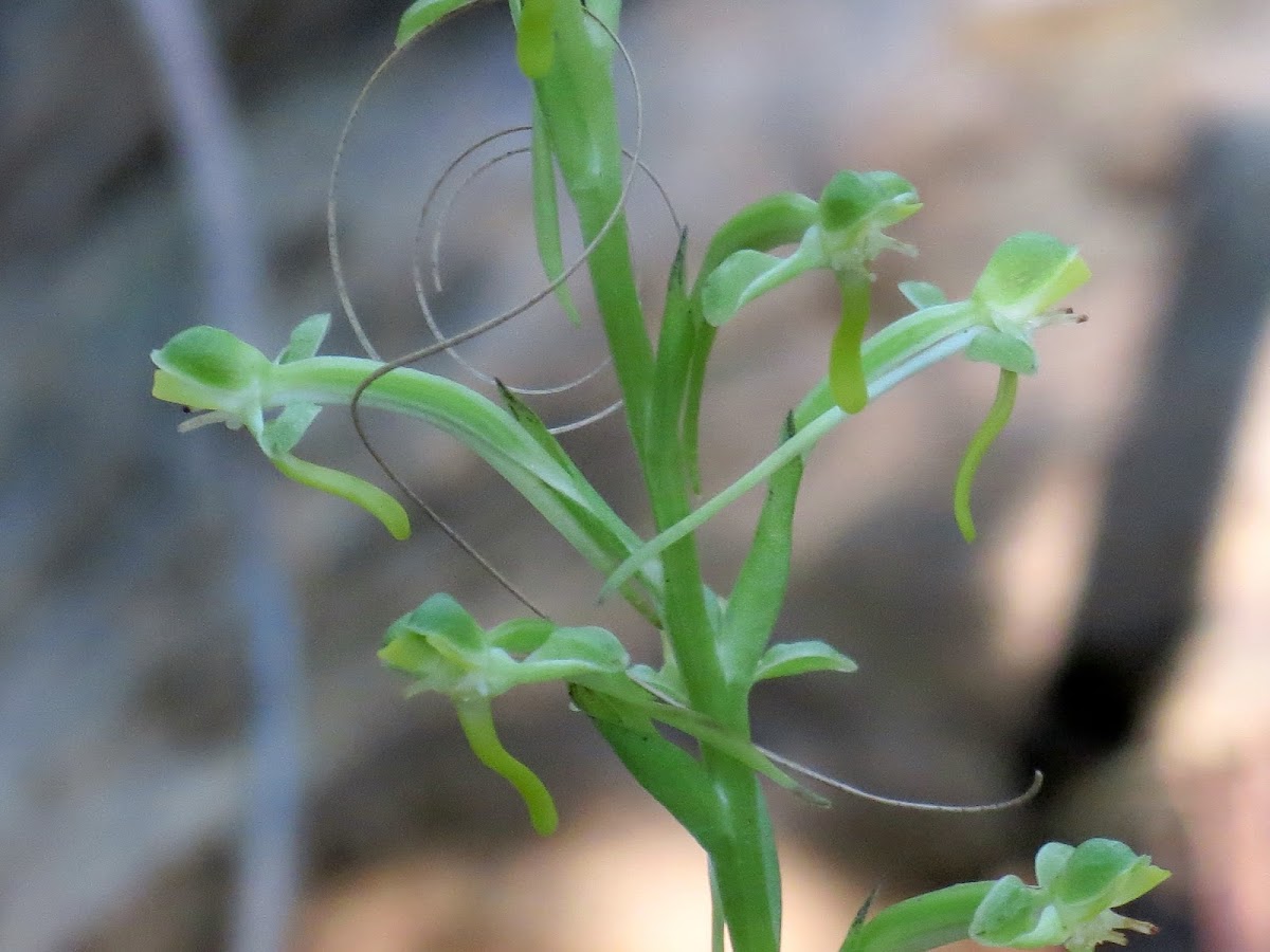 Water spider orchid